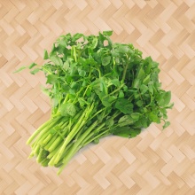 西洋菜