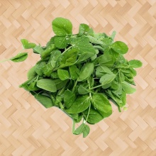 豆苗